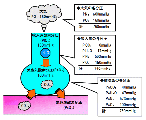 肺胞気内でのO<sub>2</sub>分圧とCO<sub>2</sub>分圧の関係