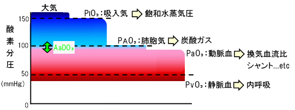 酸素分圧の変化