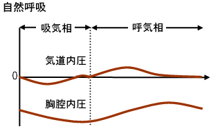 自然呼吸の胸腔内圧と気道内圧