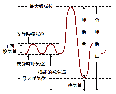 肺気量分画