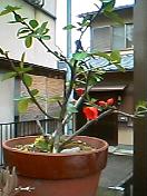 �ڂ��A�{�P�Aboke
