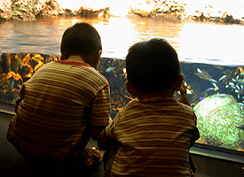 子どもも飽きない多様な水槽展示