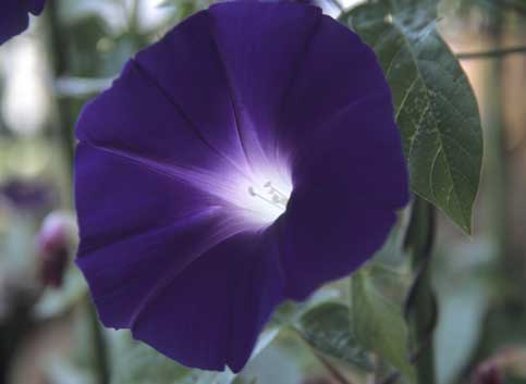 RDP3