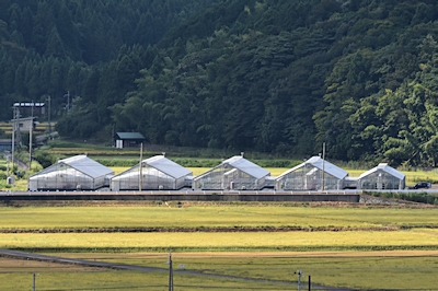  いちご狩り「海辺のいちご畑」福井県高浜町