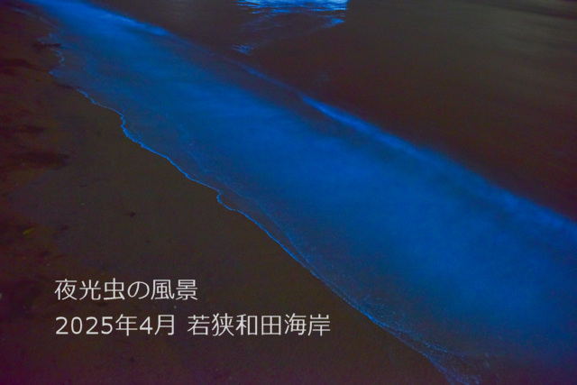 夜光虫の風景(2) 夜光虫の風景(2)
