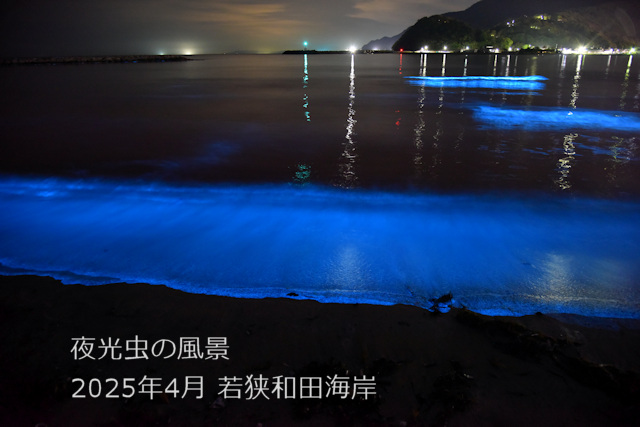 夜光虫の風景(1) 夜光虫の風景(1)