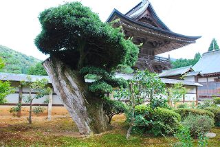 �听���i�������傤���j