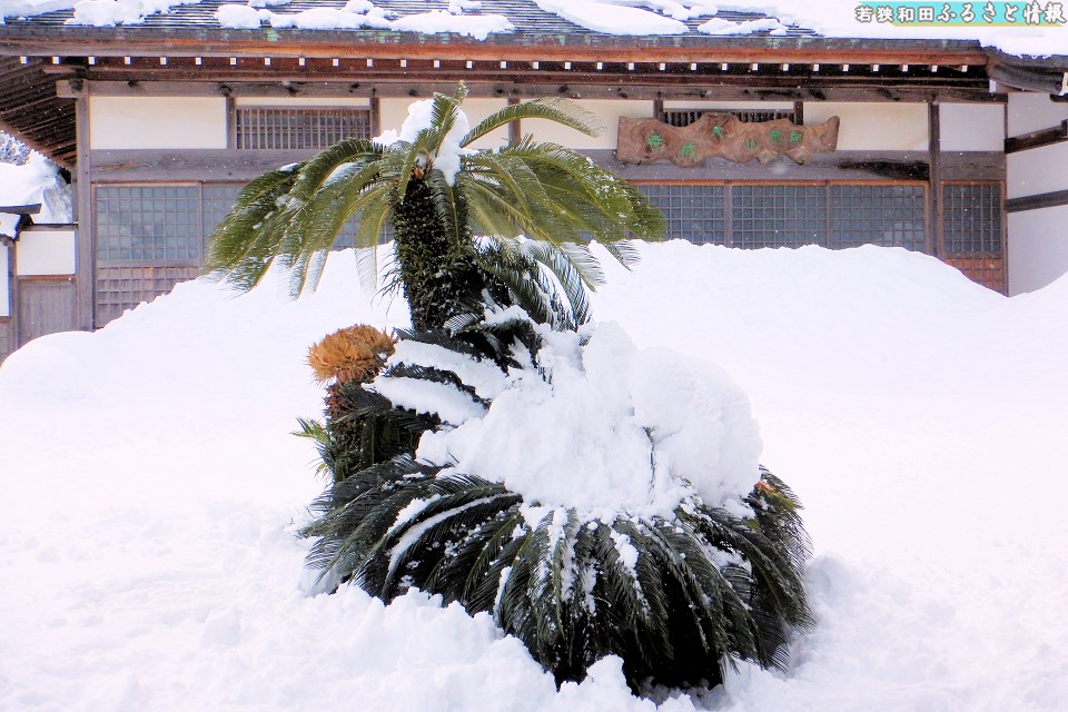 �\�e�c�̉ԁi�听���j