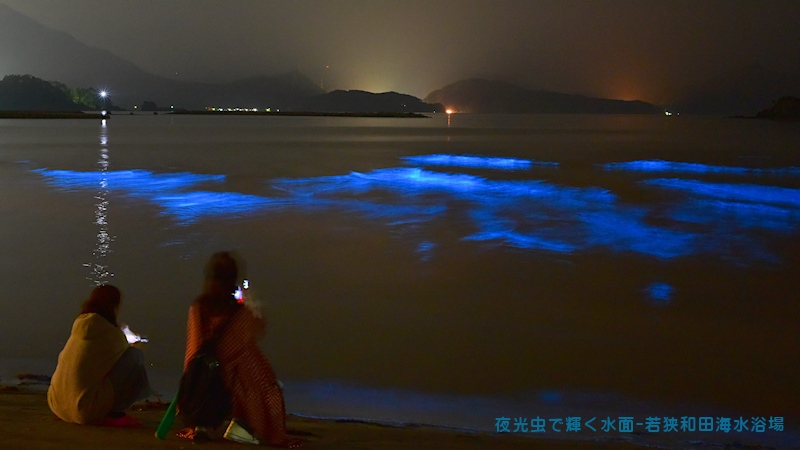 夜光虫の海