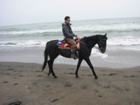 �C�݉������z�[�X�g���b�L���O��