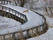�ؓ��ł̓L�^�L�c�l���܂ǂ��ł��܂��B