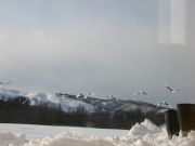 ���z���Ƀ^���`���E�����ł����܂��B
