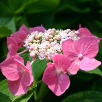 �O���ˎ��̎��z��