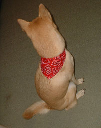 bandana