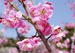 岡本梅林の紅梅