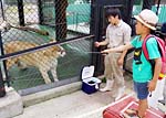孫i、ホワイトライオンへの餌やり