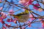 梅の花にメジロが飛来