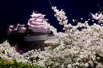 姫路城の夜桜