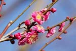 大阪城梅林で梅の花