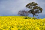 菜の花畑-その2