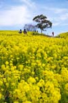 菜の花畑-その１