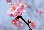 河津桜