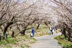 綾部山梅林－梅の花のトンネル
