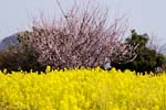 梅と菜の花