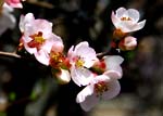 ボケの花