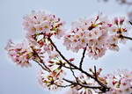 明石公園の桜