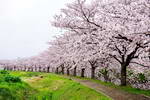 近所の桜並木