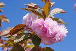 牡丹桜