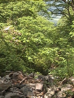 樹間からはゲレンデが見える