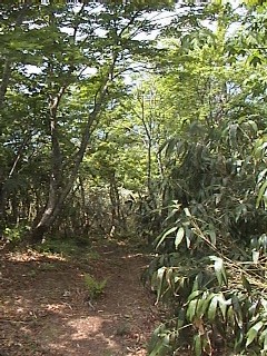 西尾根の広葉樹林帯