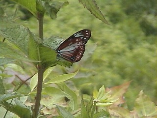 アサギマダラ