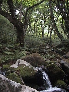 ワサビ谷