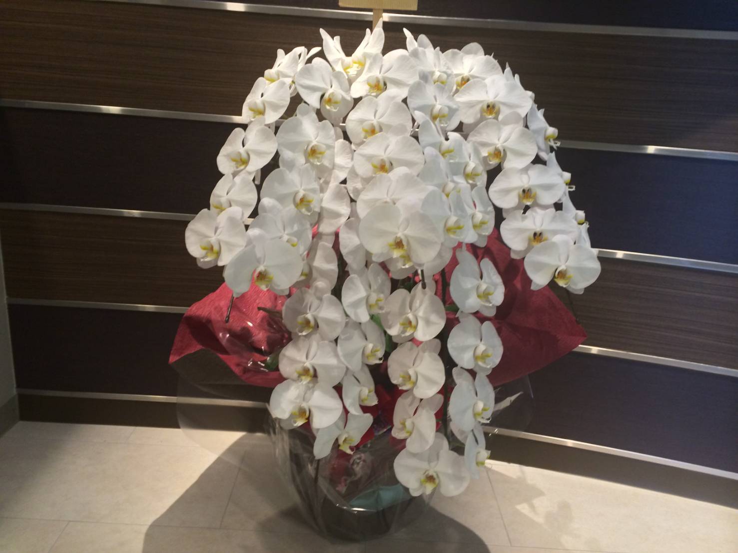 白 5本立