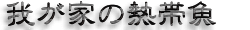 䂪Ƃ̔Mы