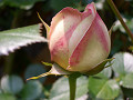CIMG27940001_thumb.jpg