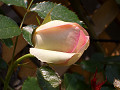 CIMG27970002_thumb.jpg