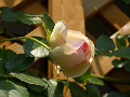 CIMG27980003_thumb.jpg