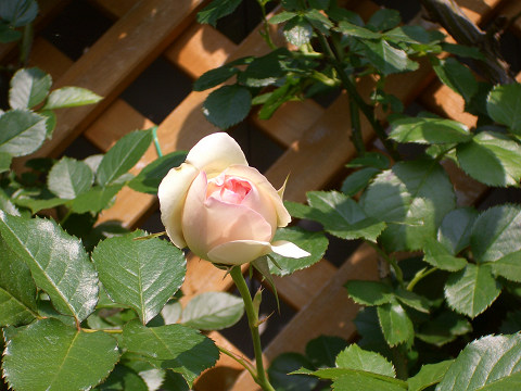 CIMG28290004.jpg