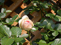 CIMG28290004_thumb.jpg