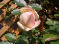 CIMG28320005_thumb.jpg
