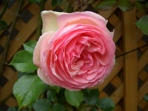 CIMG28590006.jpg