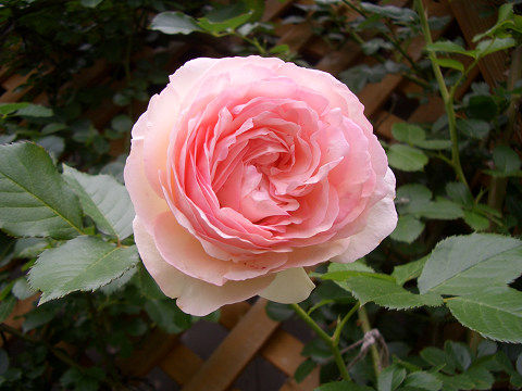 CIMG28600007.jpg