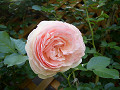 CIMG29620009_thumb.jpg