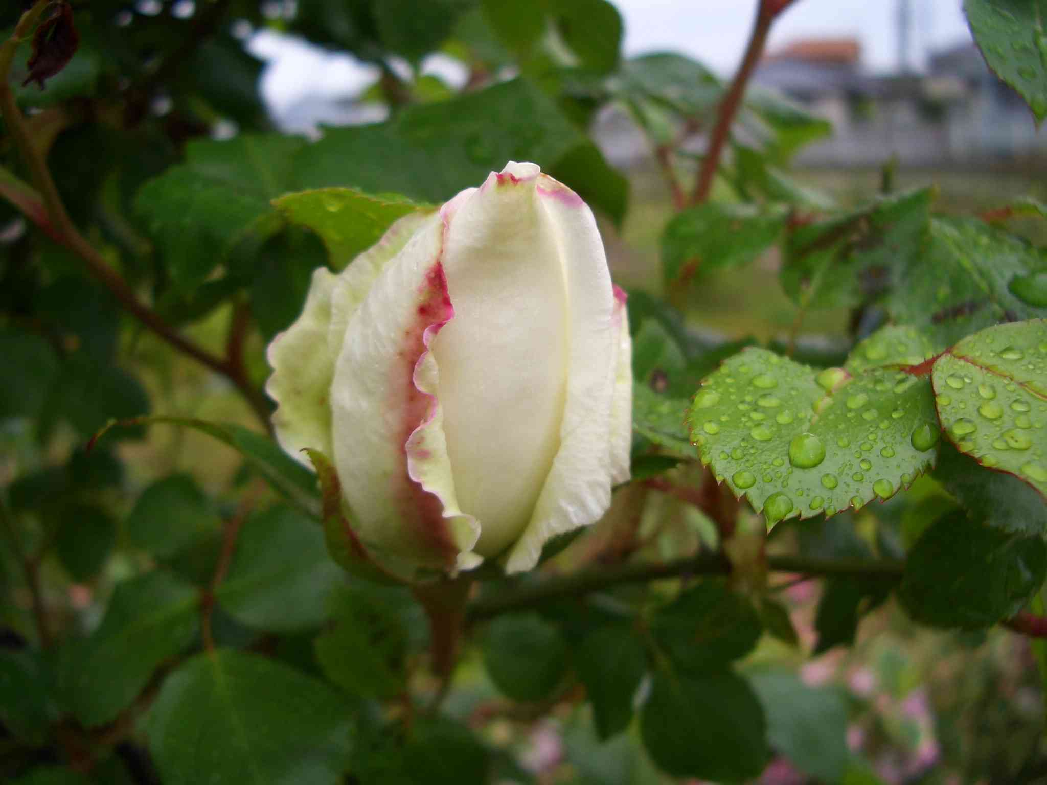003CIMG5446.JPG