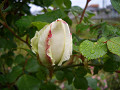 003CIMG5446_thumb.jpg