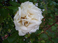 004CIMG5628_thumb.jpg